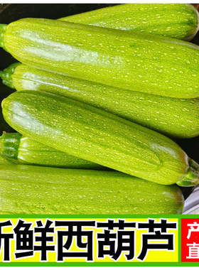 山东农家现摘新鲜西葫芦整箱