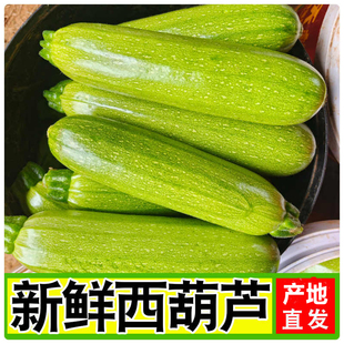 山东西葫芦农家自种新鲜蔬菜现摘生瓜小瓜番瓜倭茭瓜整箱西葫芦瓜