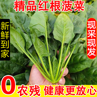 新鲜菠菜时令蔬菜农家自种现摘现发蔬菜生鲜蔬菜火锅食材火锅配菜