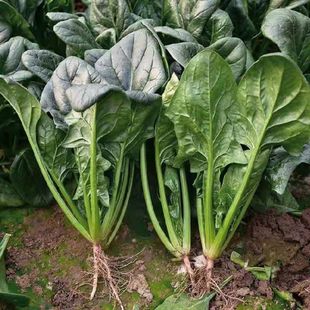 新鲜菠菜时令蔬菜农家自种现摘现发蔬菜生鲜蔬菜火锅食材火锅配菜