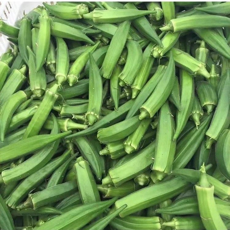 秋葵新鲜山东秋葵当季新鲜蔬菜羊角豆水果秋葵农家批发产地直发