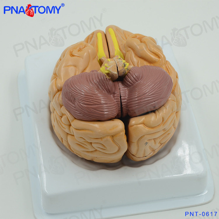医学可拆卸人体大脑结构解剖模型脑血管脑动脉神经科心理学教学