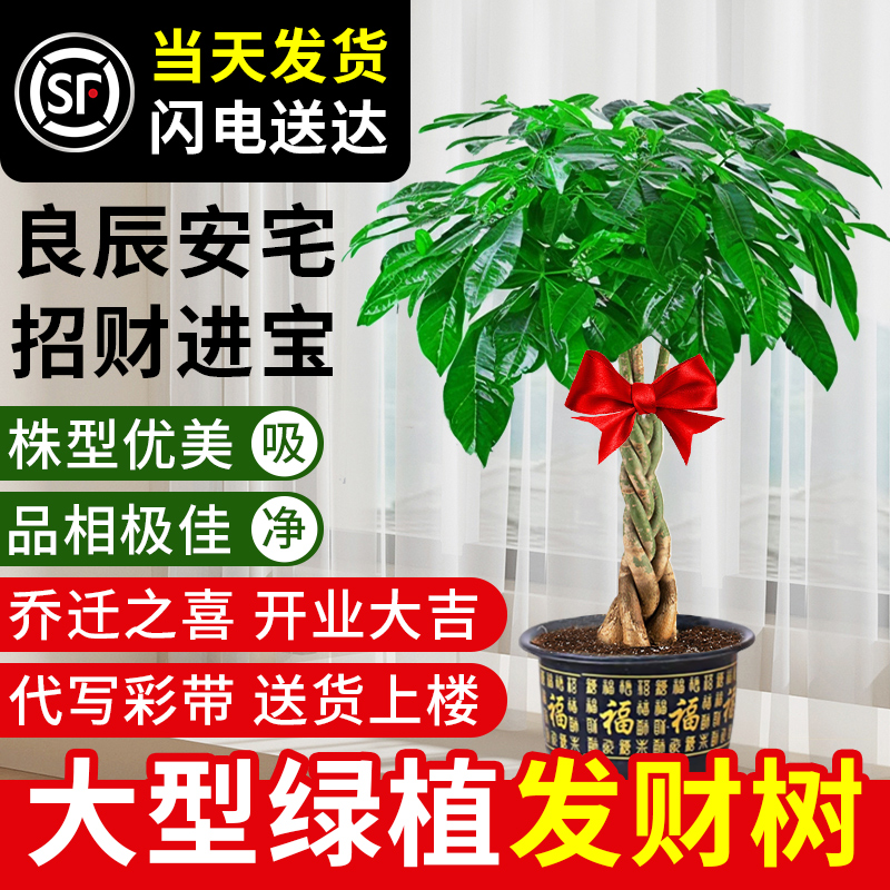 辫子发财树五辫招财树客厅大盆栽大型绿植乔迁办公室开业送礼盆景