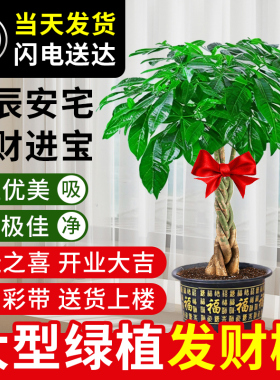 辫子发财树五辫招财树客厅大盆栽大型绿植乔迁办公室开业送礼盆景