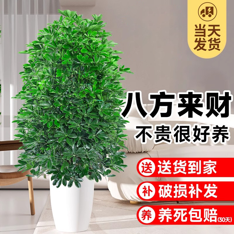【鸭脚木】八方来财四季好养