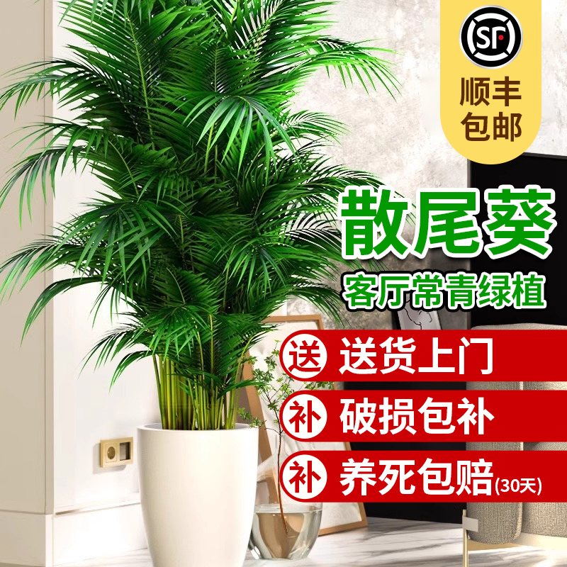 【散尾葵】去甲醛神器四季好养