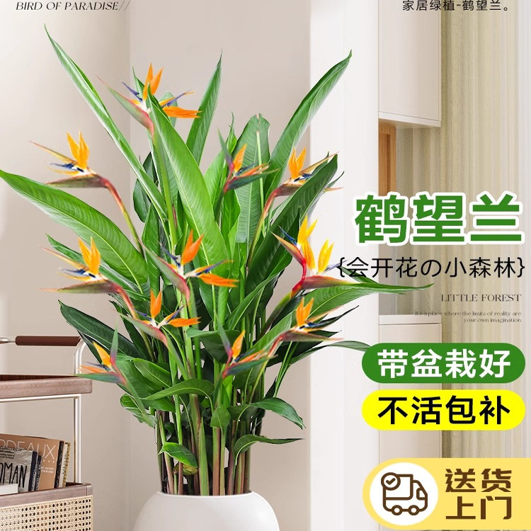 精品带花鹤望兰盆栽软装家居懒人福音好养