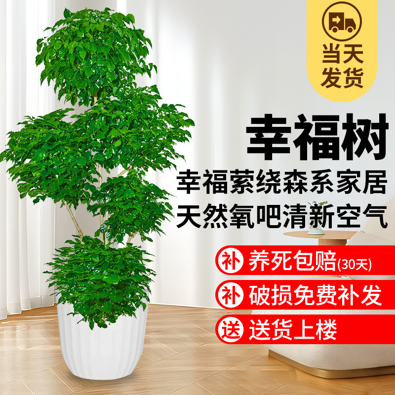大型多层幸福树盆栽客厅净化空气