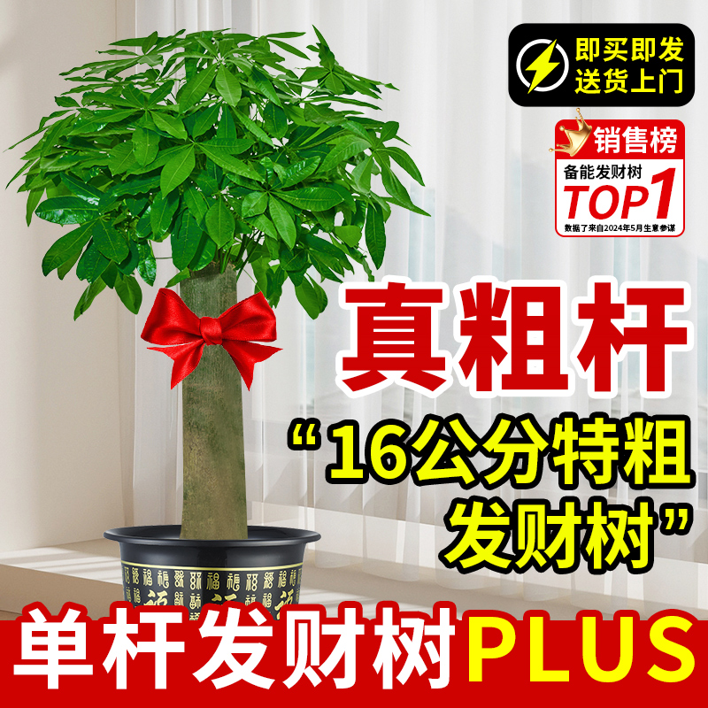 发财树客厅大盆栽2025新款大棵粗杆招财树摆办公室乔迁之喜绿植物