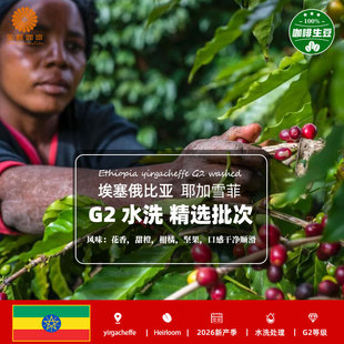 埃塞俄比亚进口耶加雪菲G2水洗咖啡生豆2026新产季意式拼配美式