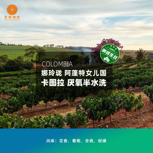 哥伦娜玲珑阿蓬特女儿国卡图拉厌氧半水洗精品咖啡生豆2025新产季
