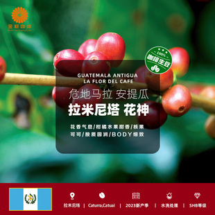 金粽咖啡危地马拉进口安提瓜拉米尼塔花神精品咖啡生豆2024新产季