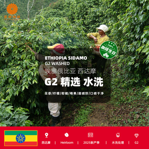埃塞俄比亚进口西达摩G2精选水洗咖啡生豆2025新产季