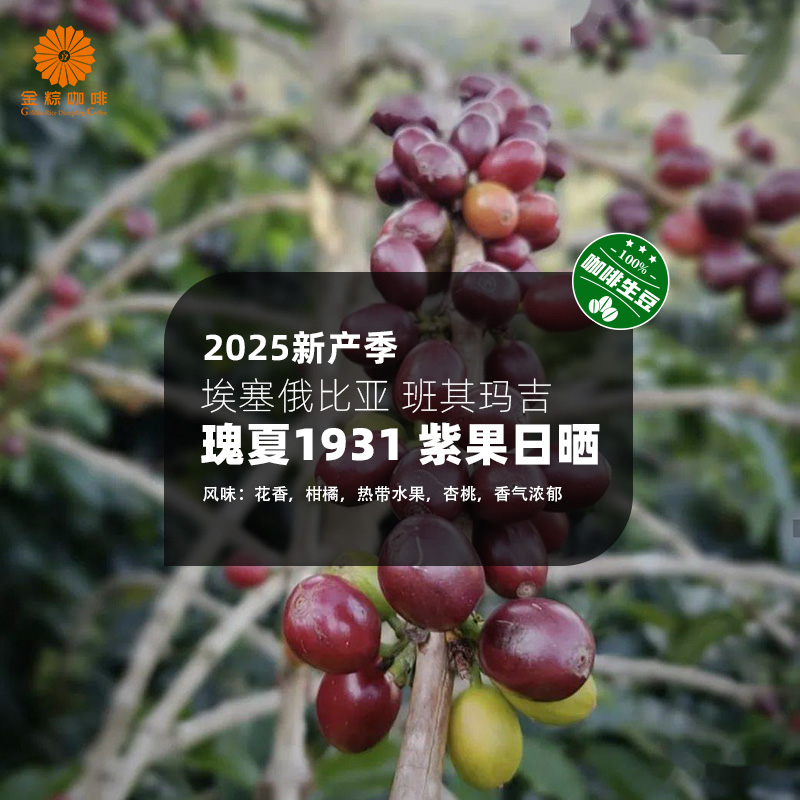 埃塞俄比亚进口班其玛吉瑰夏1931紫果日晒精品咖啡生豆2025新产季