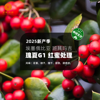 埃塞俄比亚进口班其玛吉瑰夏G1红蜜处理精品咖啡生豆2025新产季