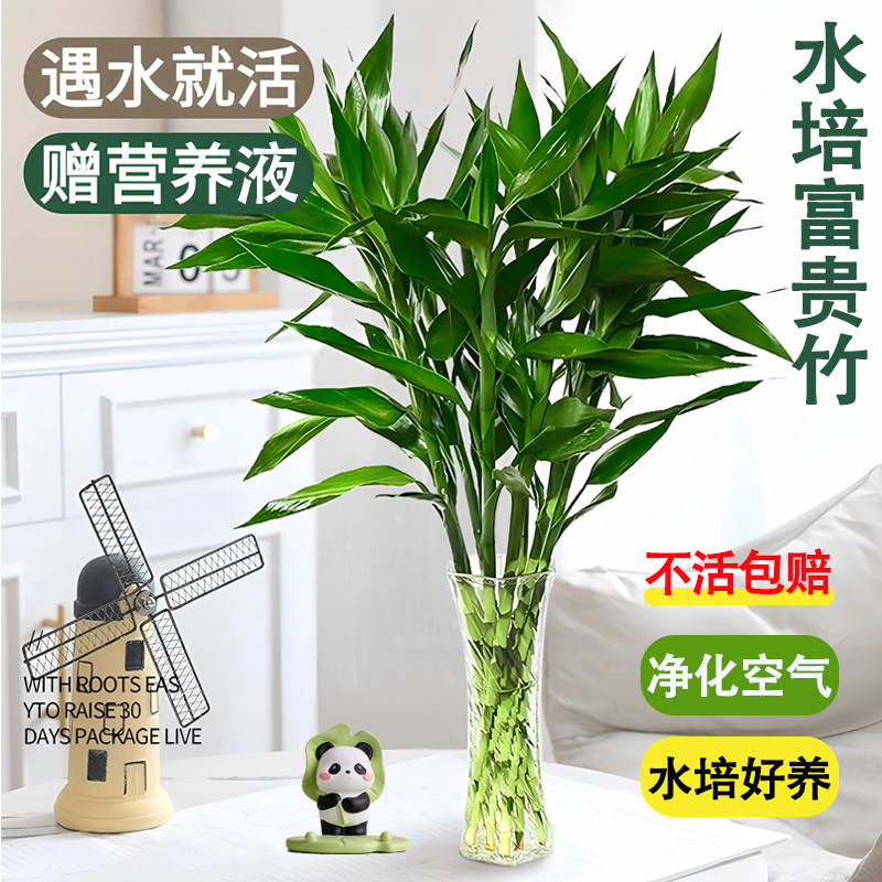 富贵竹水培植物客厅绿植盆栽室内好养活绿植净化空气转运竹发财竹