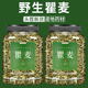 瞿麦中药材正品 500g野生新货中药瞿麦茶非特级翟麦巨麦瞿麦泡水喝