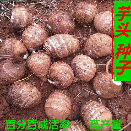 山东芋头种子山芋种毛芋头种仔芋艿种种苗盆栽种苗5斤包邮 非荔浦