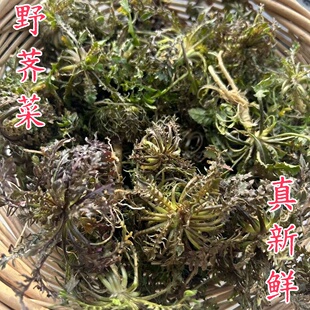 山东五莲野生荠菜新鲜荠荠菜现挖地菜地菜丁蔬菜饺子馅2026现挖