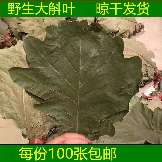 野生新鲜粽叶干粽叶柞树叶槲叶菠萝叶桲椤叶精选大号胡叶100片/份