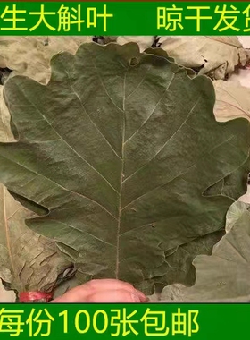 山东五莲野生新鲜粽叶干粽叶柞树叶槲叶菠萝叶桲椤叶精选大号胡叶