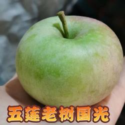 头茬抢正宗山东五莲小国光老树国光绿色新鲜水果青酸甜脆苹果5斤