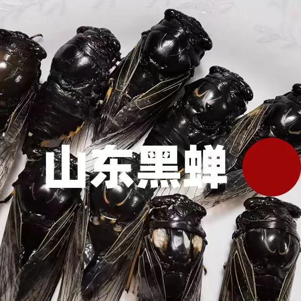 山东野生黑知了黑蝉黑蚱蝉结了当天现抓发顺丰包邮高蛋白