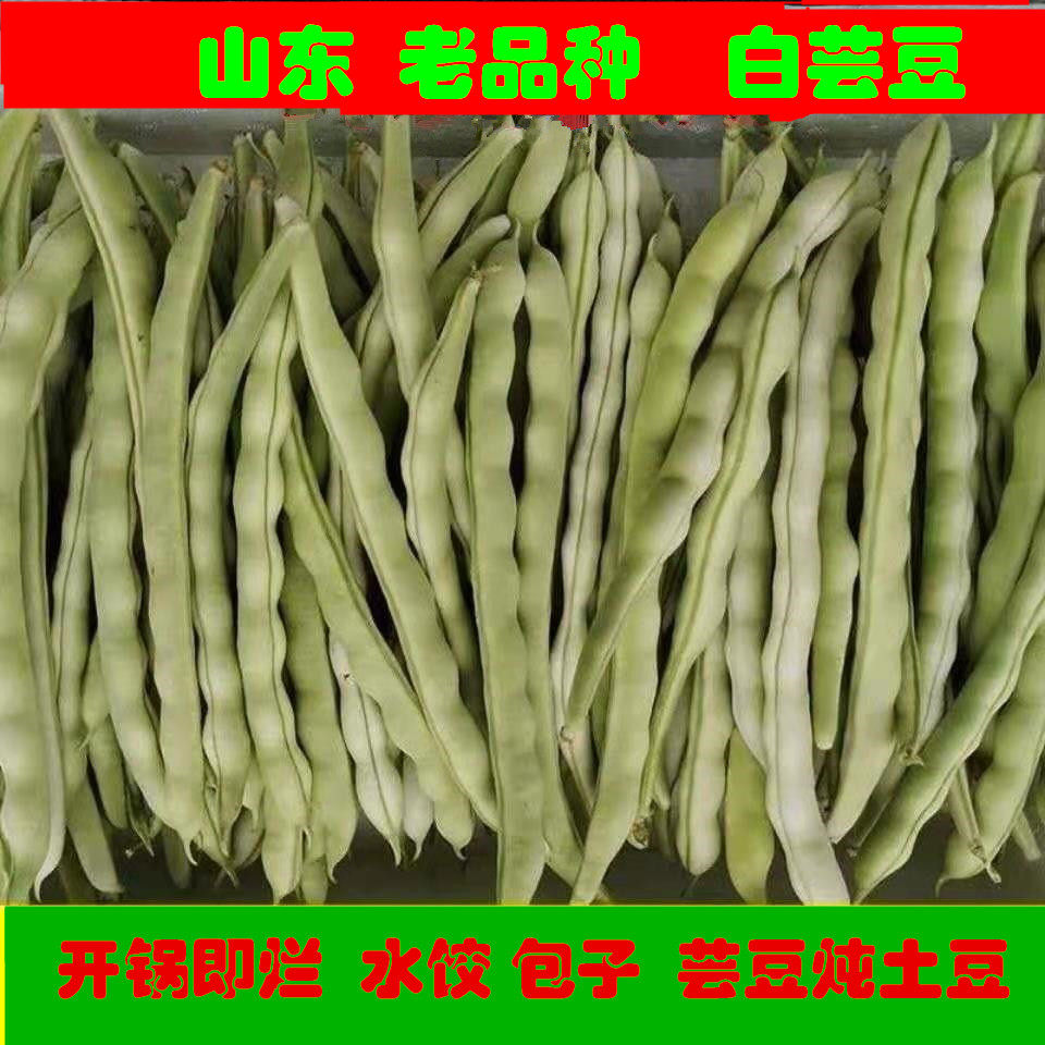 山东农家白不老芸豆现摘新鲜蔬菜
