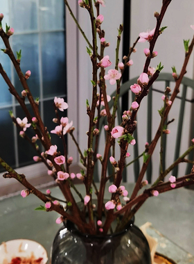鲜桃花枝纯天然沂蒙山区鲜枝条泡水开花桌面摆件装饰干树枝原生木