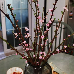 鲜桃花枝纯天然沂蒙山区鲜枝条泡水开花桌面摆件装饰干树枝原生木