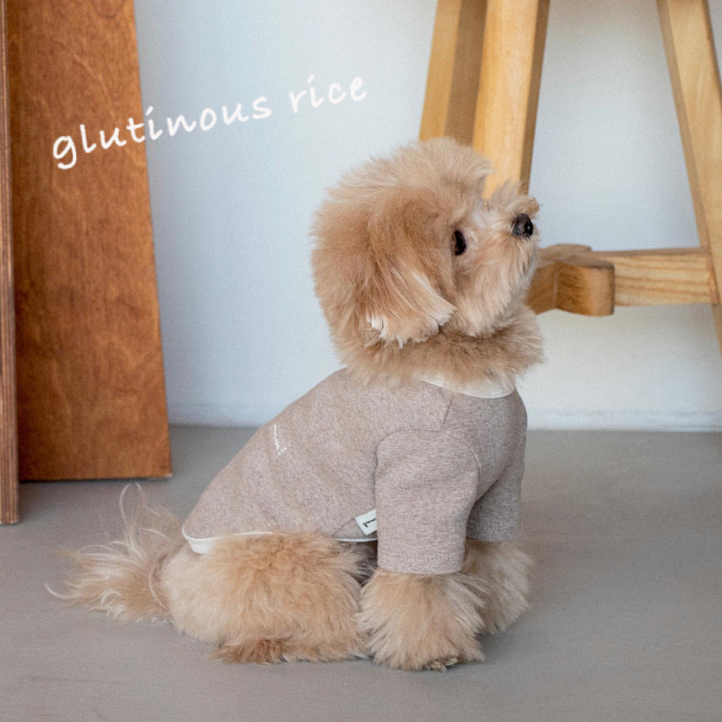 狗狗衣服秋冬纯色系简约卫衣宠物猫咪打底衫长袖两脚衣比熊泰迪