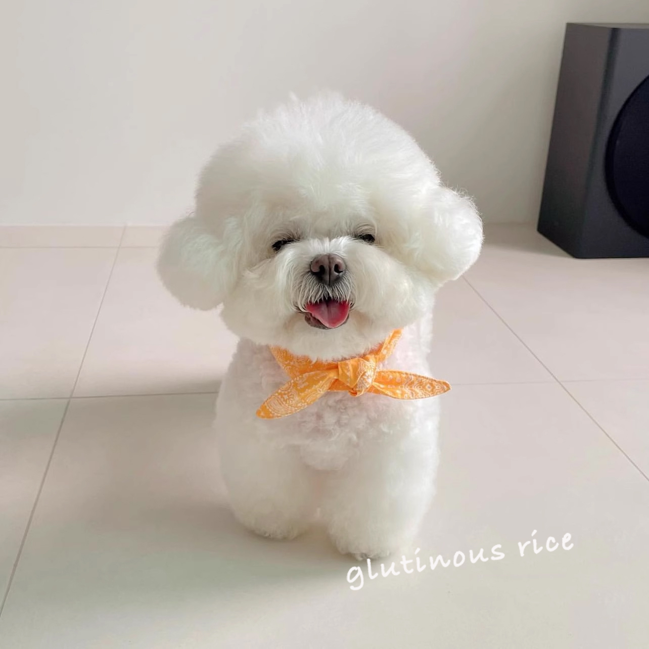 宠物冰巾夏季防暑清凉狗狗猫咪围脖围兜拍照装饰品可爱蝴蝶结围巾