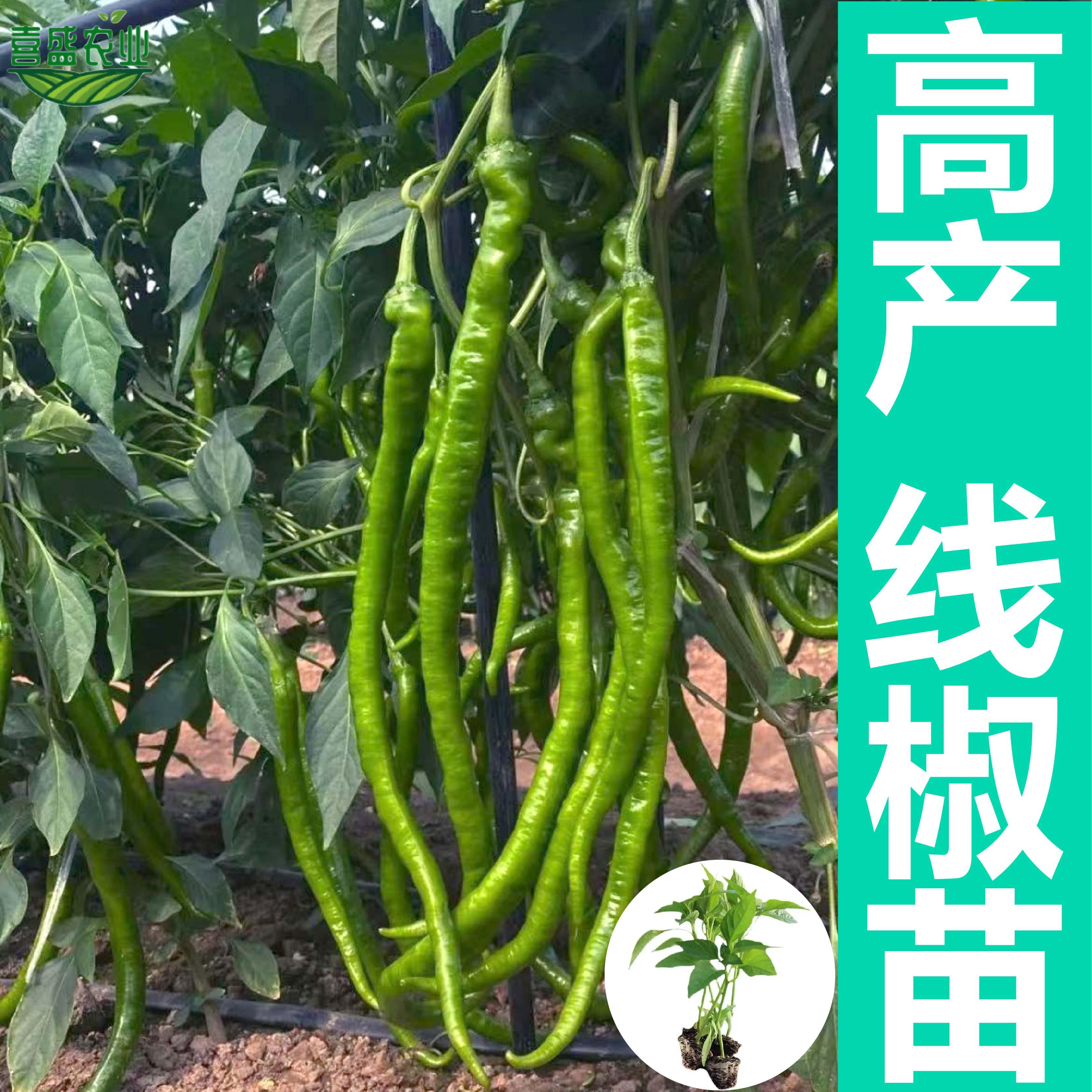山东寿光线椒种籽辣椒秧苗阳台四季春季蔬菜辣椒种子盆栽带土发货