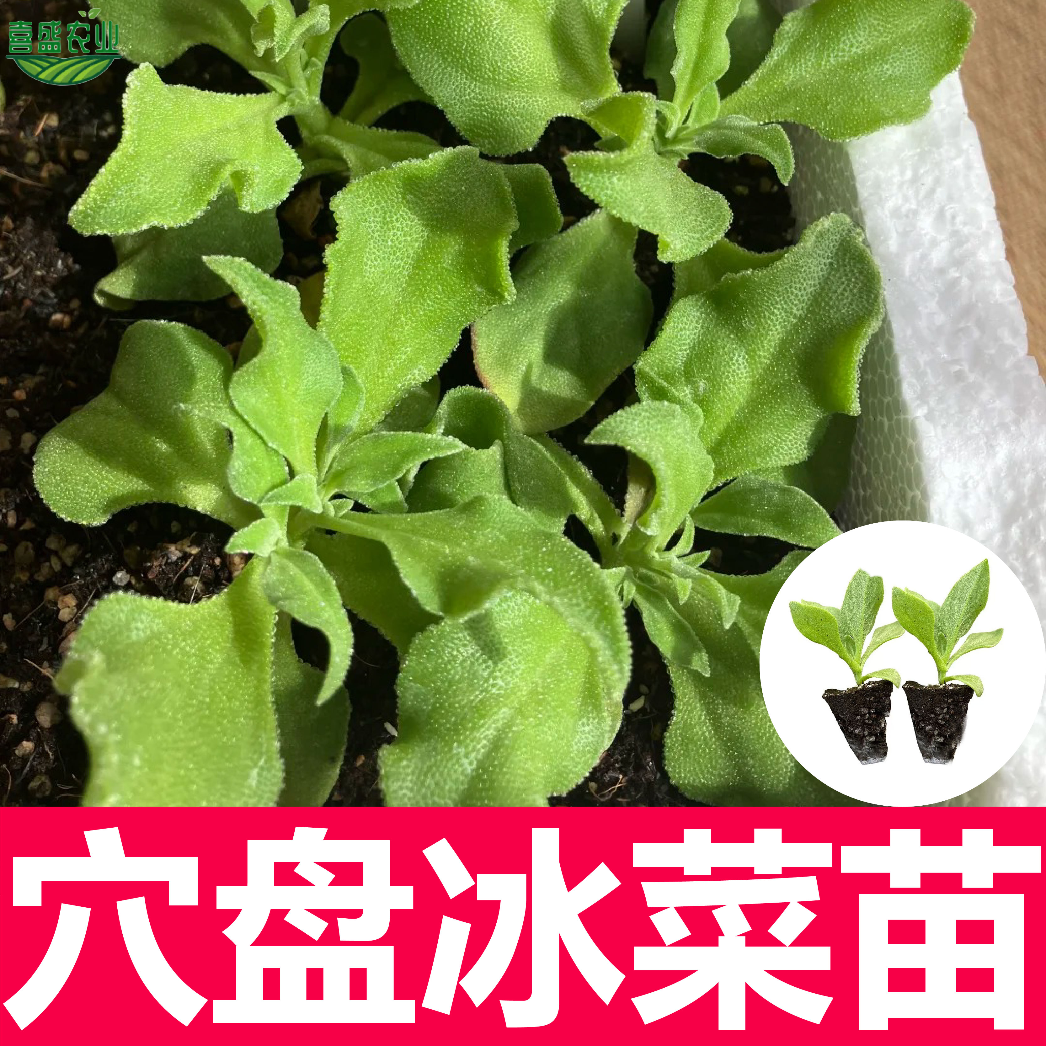 冰菜秧苗四季播种穴盘带土球