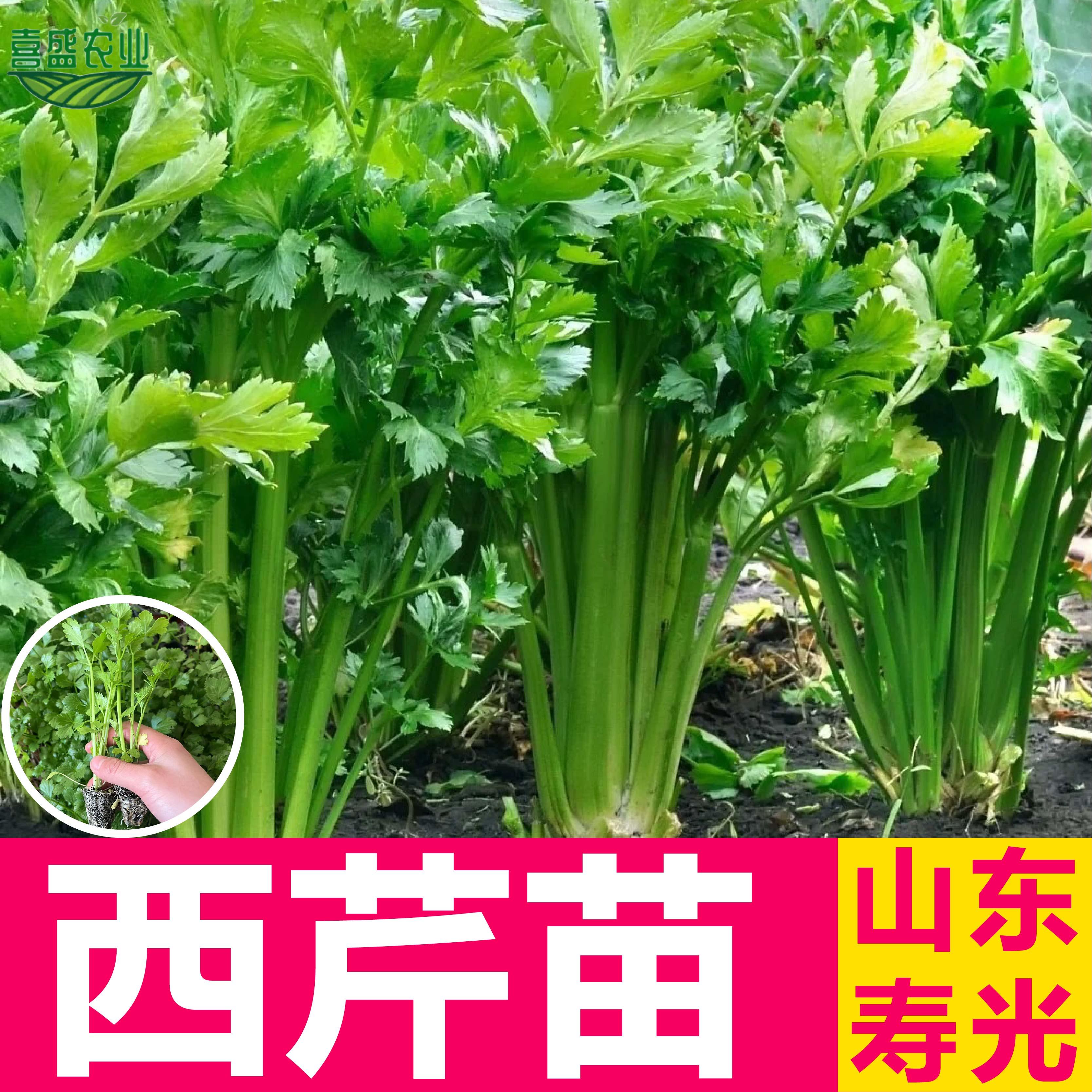 西芹苗芹菜苗四季阳台盆栽
