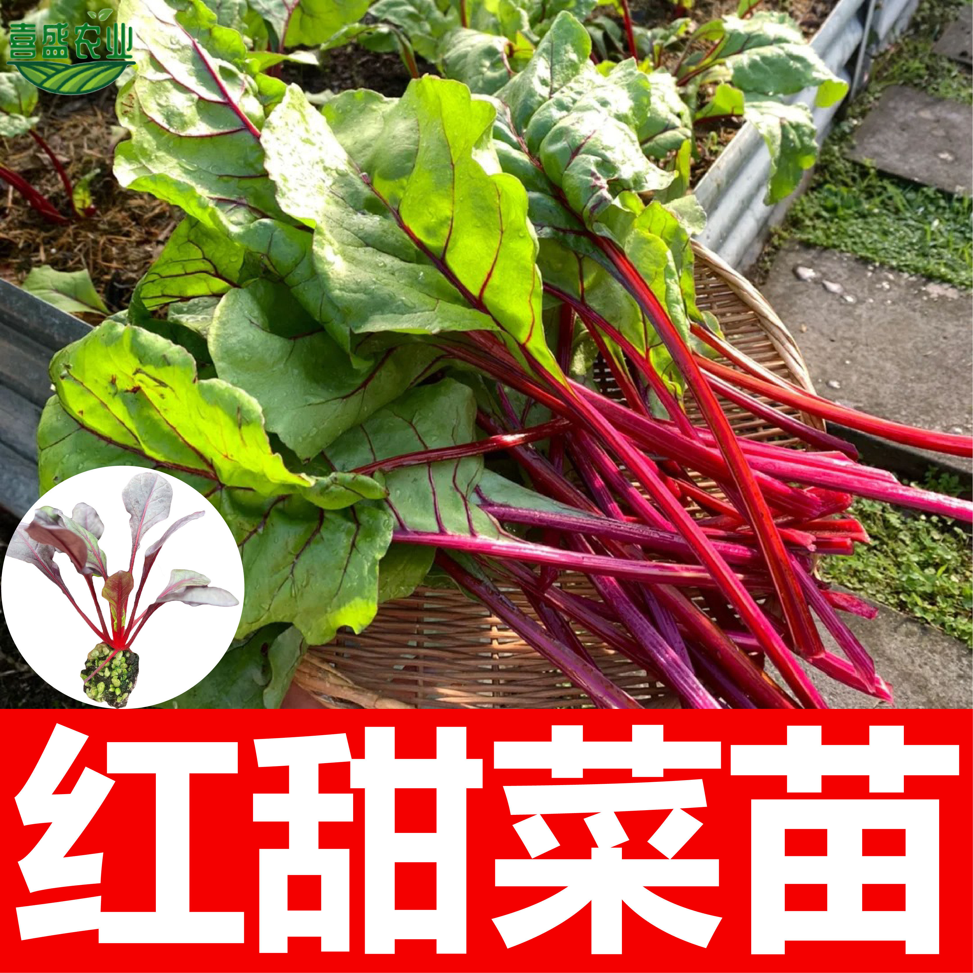 红甜菜苗种籽紫菜头苗种子大田阳台四季春秋盆栽种植食用蔬菜苗秧,农用物资,蔬菜种子/种苗,淘宝优惠券,粉丝福利购,淘宝优惠卷