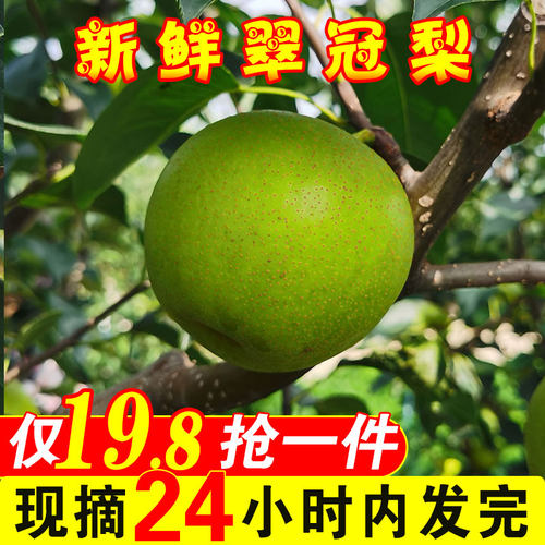 青梨子新鲜10斤翠冠梨包邮当季现摘青梨应季时令水果整箱青皮梨