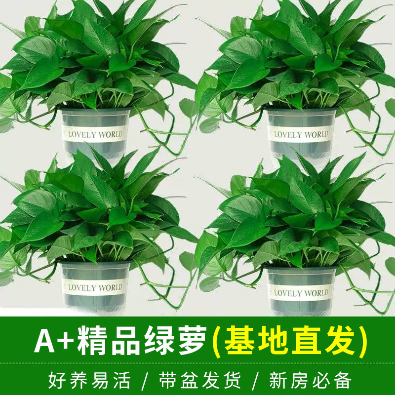 家用65株精品绿萝长藤土培栽植物室内好养悬挂品种净化空气绿植