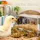 芦丁鸡自动喂食器亚克力自动下料器芦丁鸡鹌鹑喂水器宠物造景用品