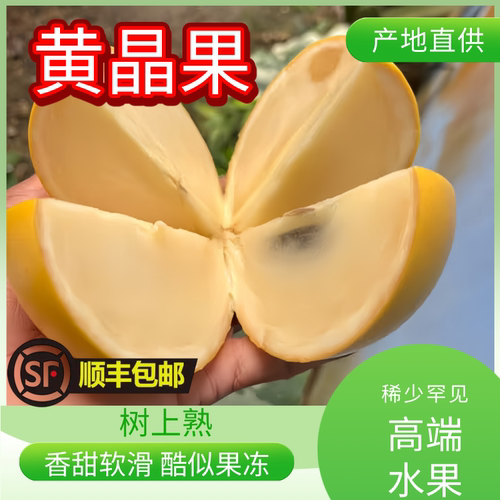 云南树熟黄晶果新鲜罕见稀有水果孕妇牛奶果顺丰包邮