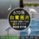 高清白鹭图片 湖泊沼泽水鸟飞鸟涉禽水边鸟类野生动物摄影JPG素材