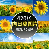 高清向日葵图片太阳花葵花向阳花朵植物花海自然美景设计JPG素材