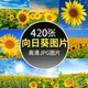 高清向日葵图片太阳花葵花向阳花朵植物花海自然美景设计JPG素材