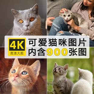 高清含竖图片4K可爱小猫咪动宠物猫电脑手机壁纸ps海报设计素材