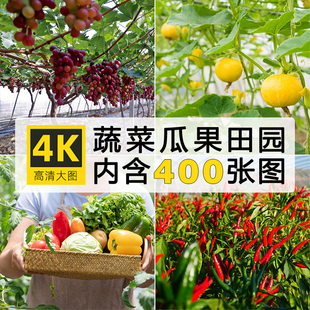 高清蔬菜瓜果田园图片 新鲜绿色菜地摄影照片PS设计图片素材下载