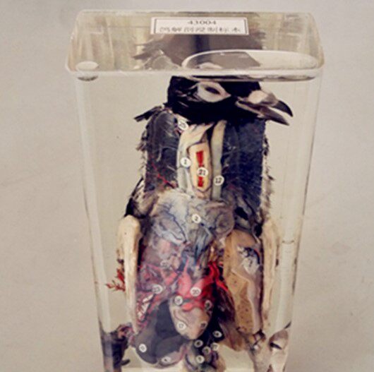 鸽子解剖浸制标本 j43004 中学生物标本模型实验器材 教学仪器