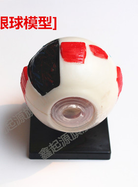 J39054 眼构造模型 眼球模型 眼球结构 教学医学演示 生物器材