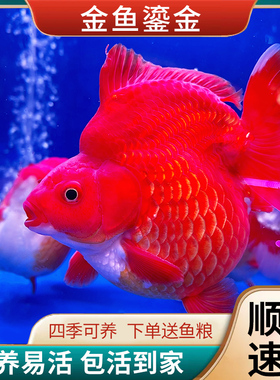 长尾鎏金金鱼短尾冷水鱼淡水鱼好养耐活鱼兰寿红头狮子头泰狮金鱼