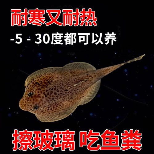 冷水清道夫贵州爬岩鳅双吸盘除藻
