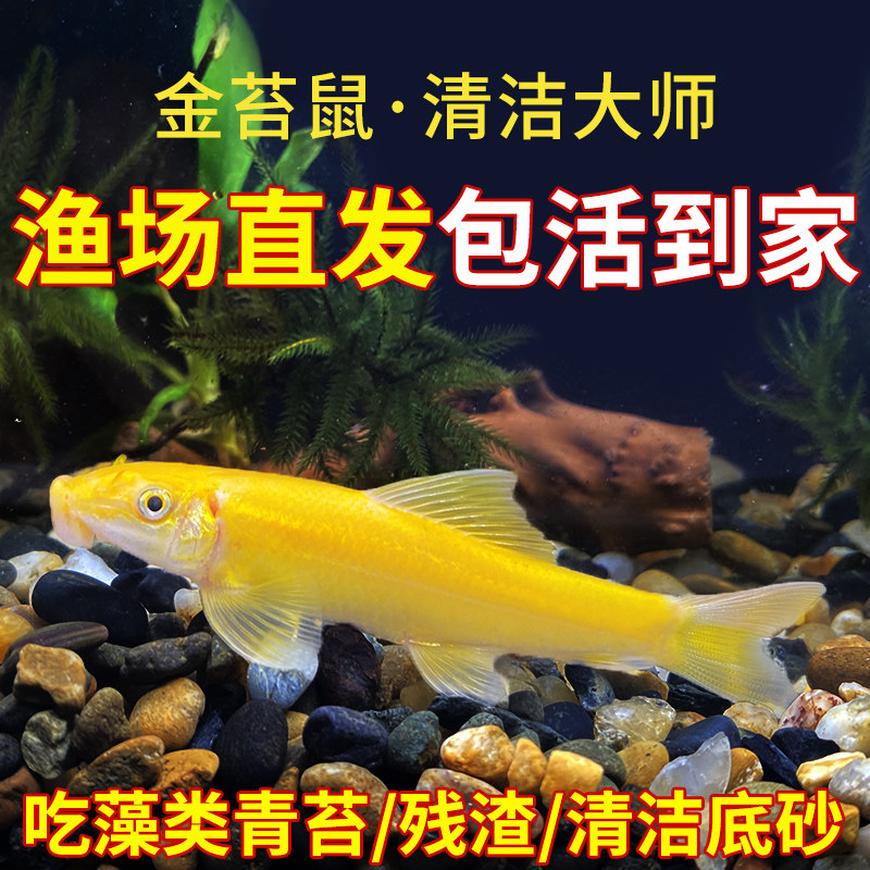 金苔鼠淡水鱼缸清洁鱼彩虹鲨热带观赏鱼专吃屎粪便垃圾清理藻类鱼